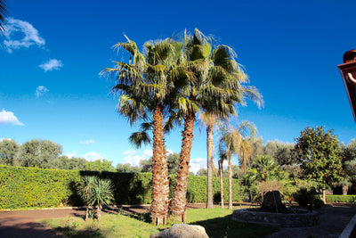 Palm trees in a garden with a clear blue sky